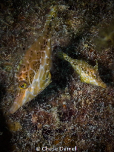 "The Big and the Little"
A pair of Slender File Fish cau... by Chase Darnell 